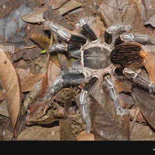 /img/24415-costa-rican-zebra-tarantula-venom.webp
