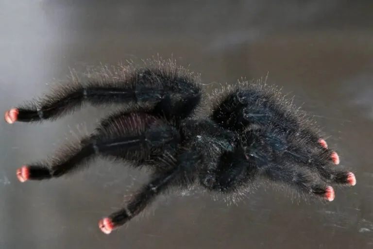 /img/24416-pink-toe-tarantula-feeding.webp