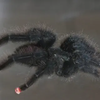 /img/24416-pink-toe-tarantula-feeding.webp