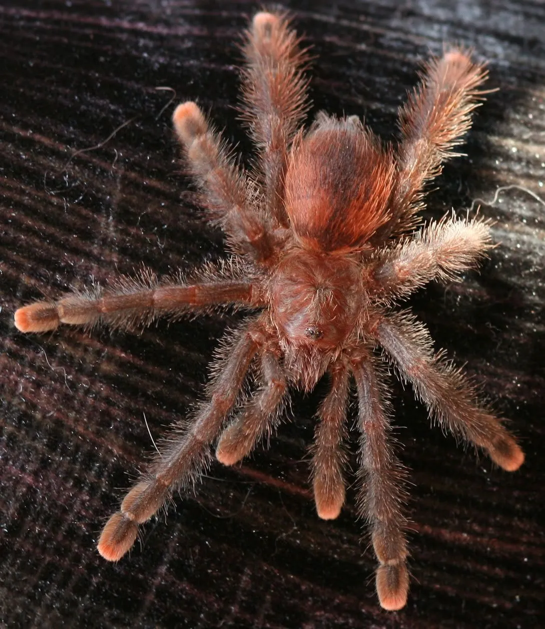 24416 pink toe tarantula heat lamp