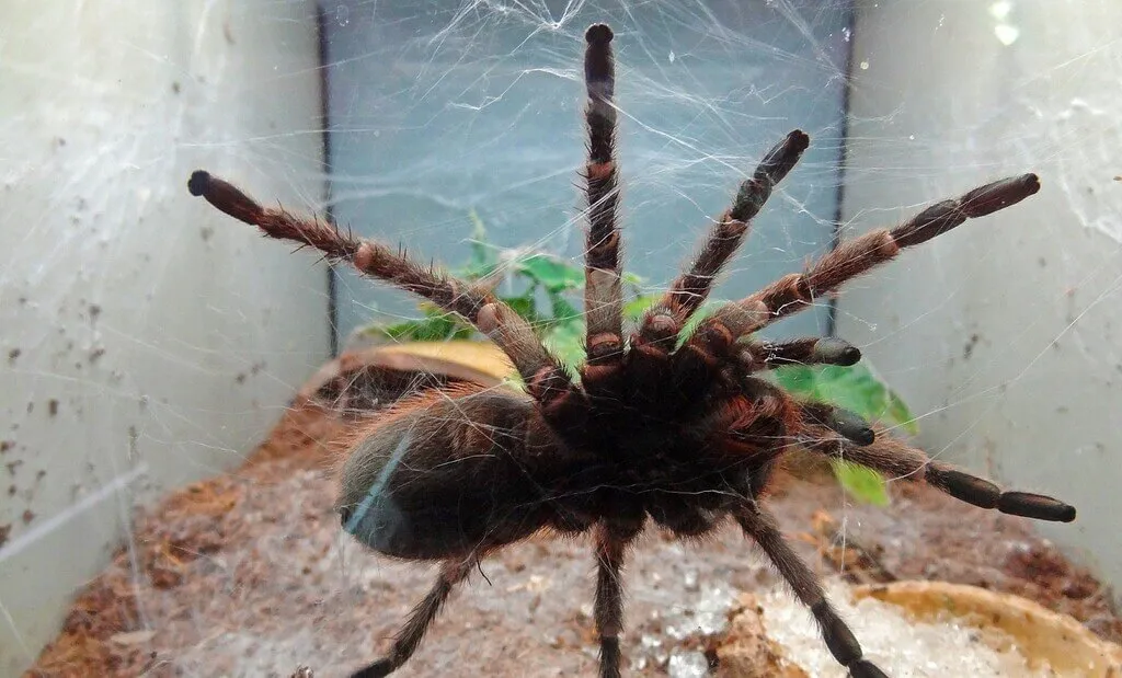 24416 pink toe tarantula heat mat