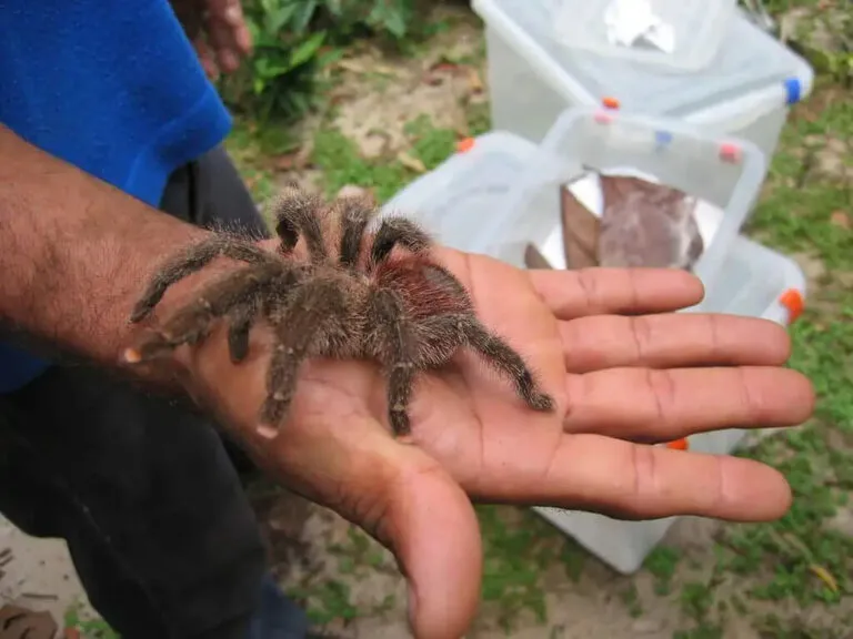 24416 pink toe tarantula substrate