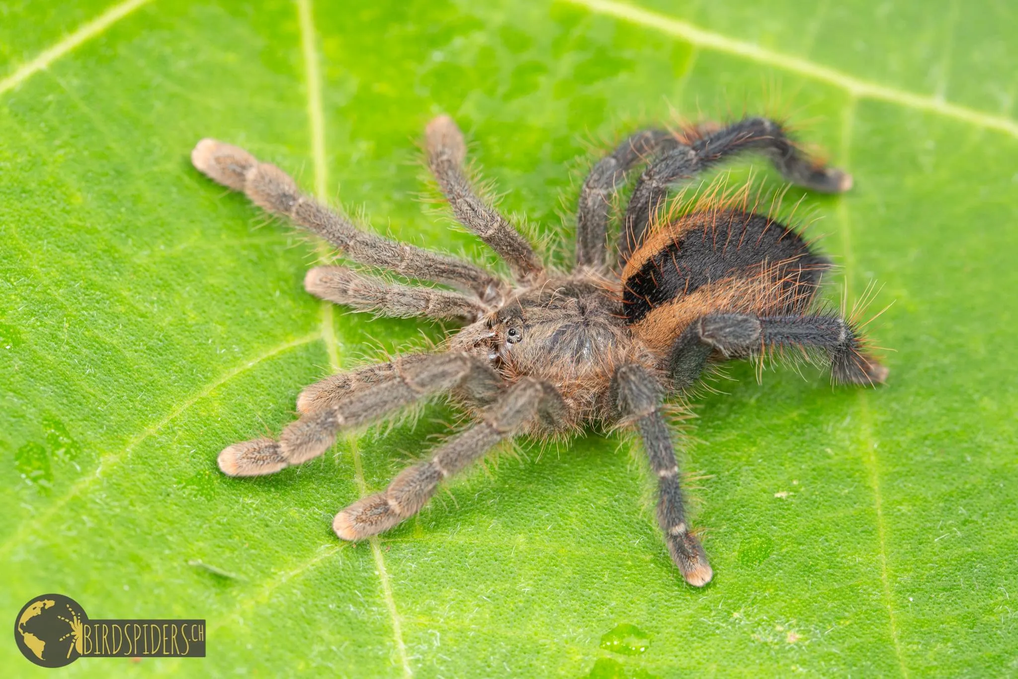 24416 pink toe tarantula thermometer
