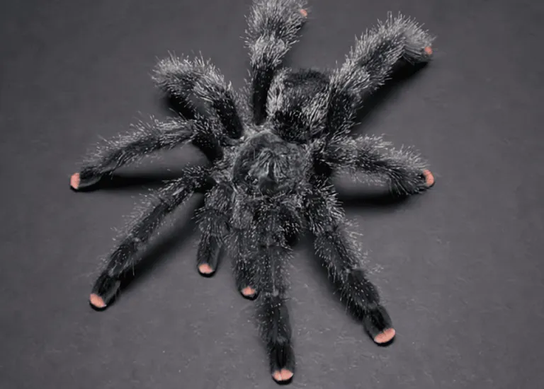 24416 pink toe tarantula ventilation