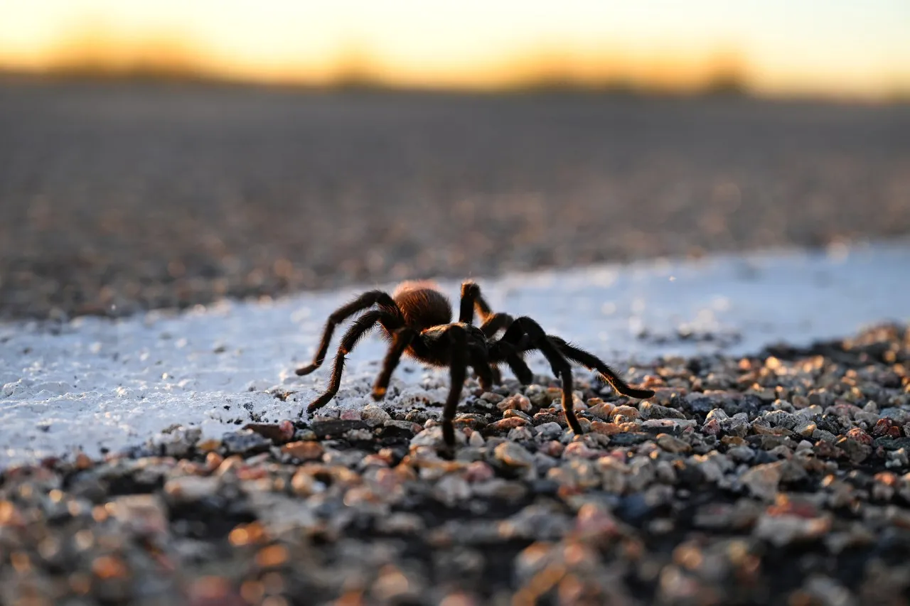 /img/24418-colorado-tarantula-conservation.webp