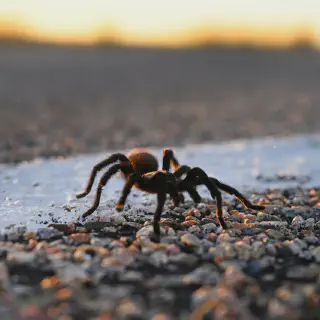 /img/24418-colorado-tarantula-conservation.webp