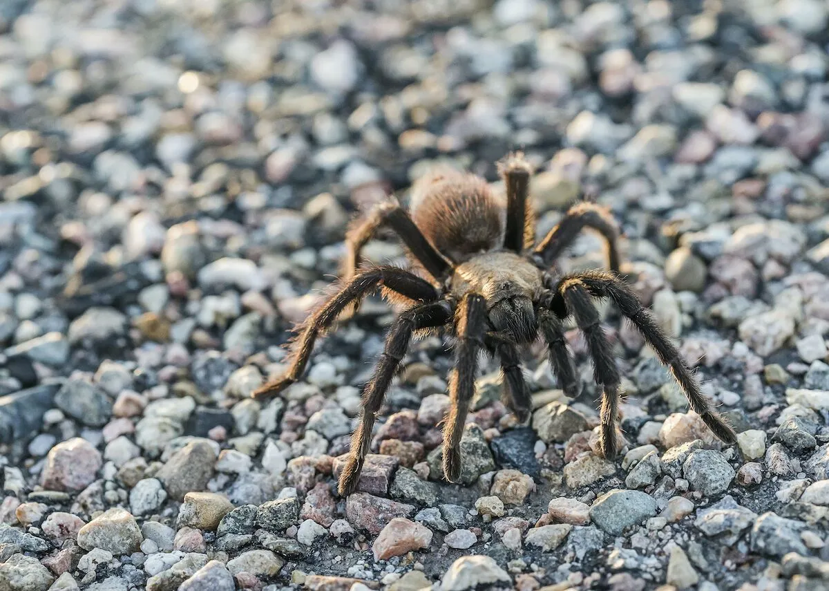 24418 colorado tarantula feeding