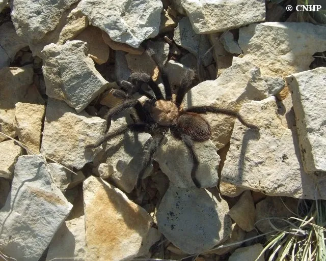 24418 colorado tarantula mating