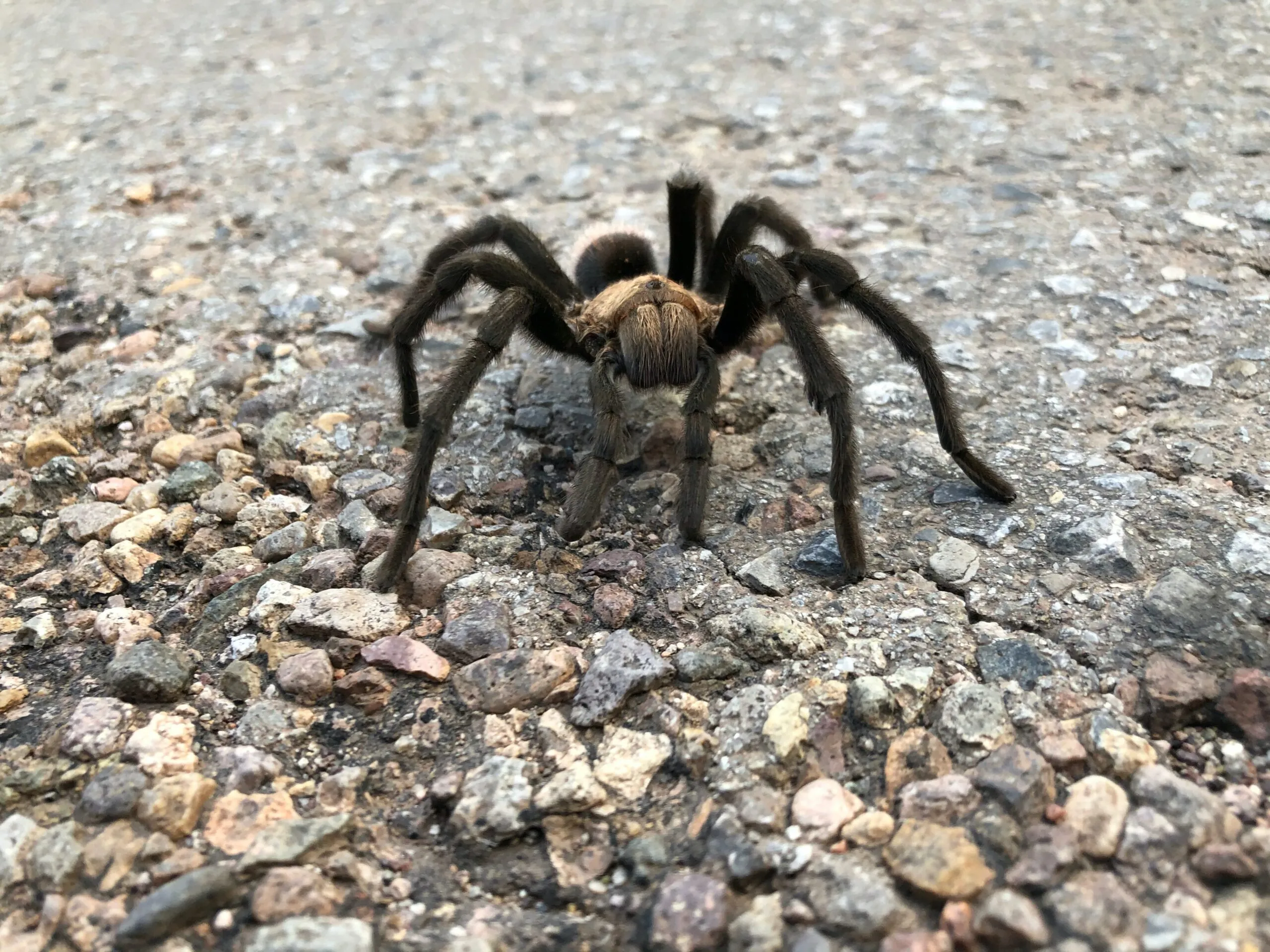 24418 colorado tarantula size