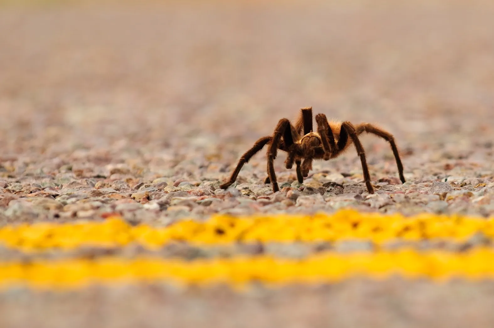 24418 colorado tarantula threats