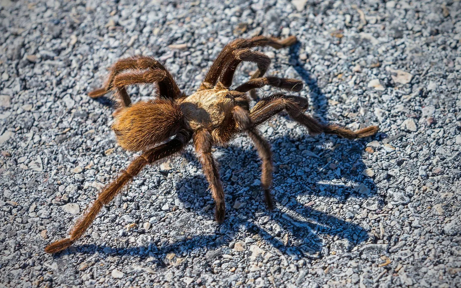 24421 tarantula identification