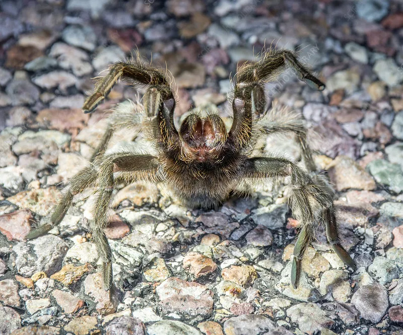 /img/24421-tarantula-texas.webp