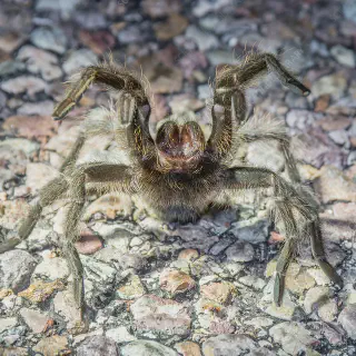 /img/24421-tarantula-texas.webp