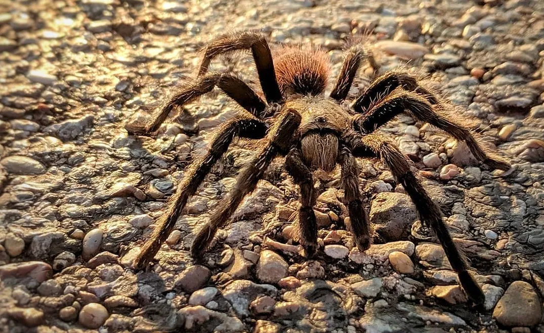 24421 texas tarantula mating