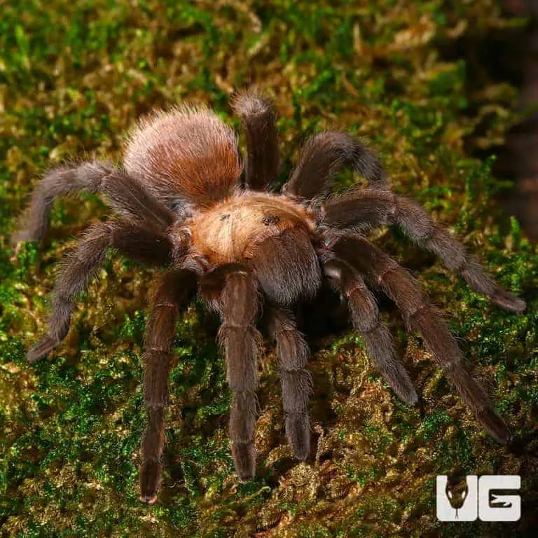 24421 texas tarantula nocturnal