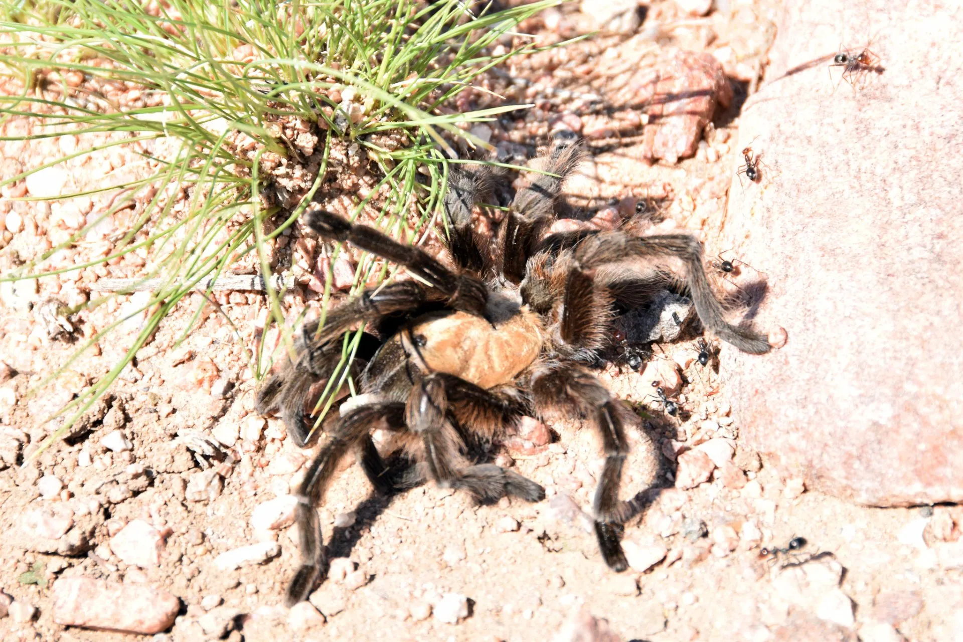 /img/24422-tarantula-challenges.webp