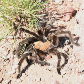 /img/24422-tarantula-challenges.webp