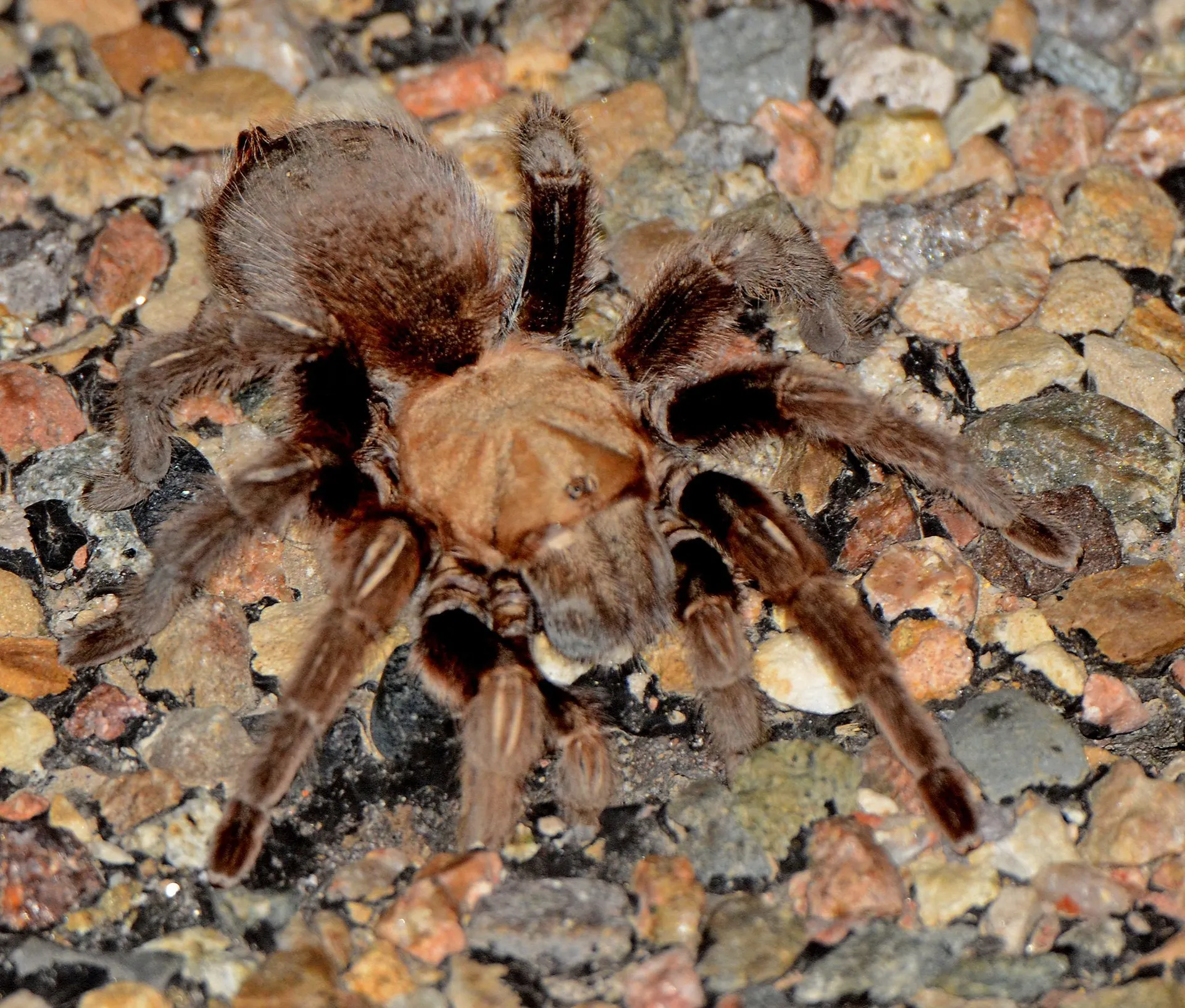 24422 tarantula conservation
