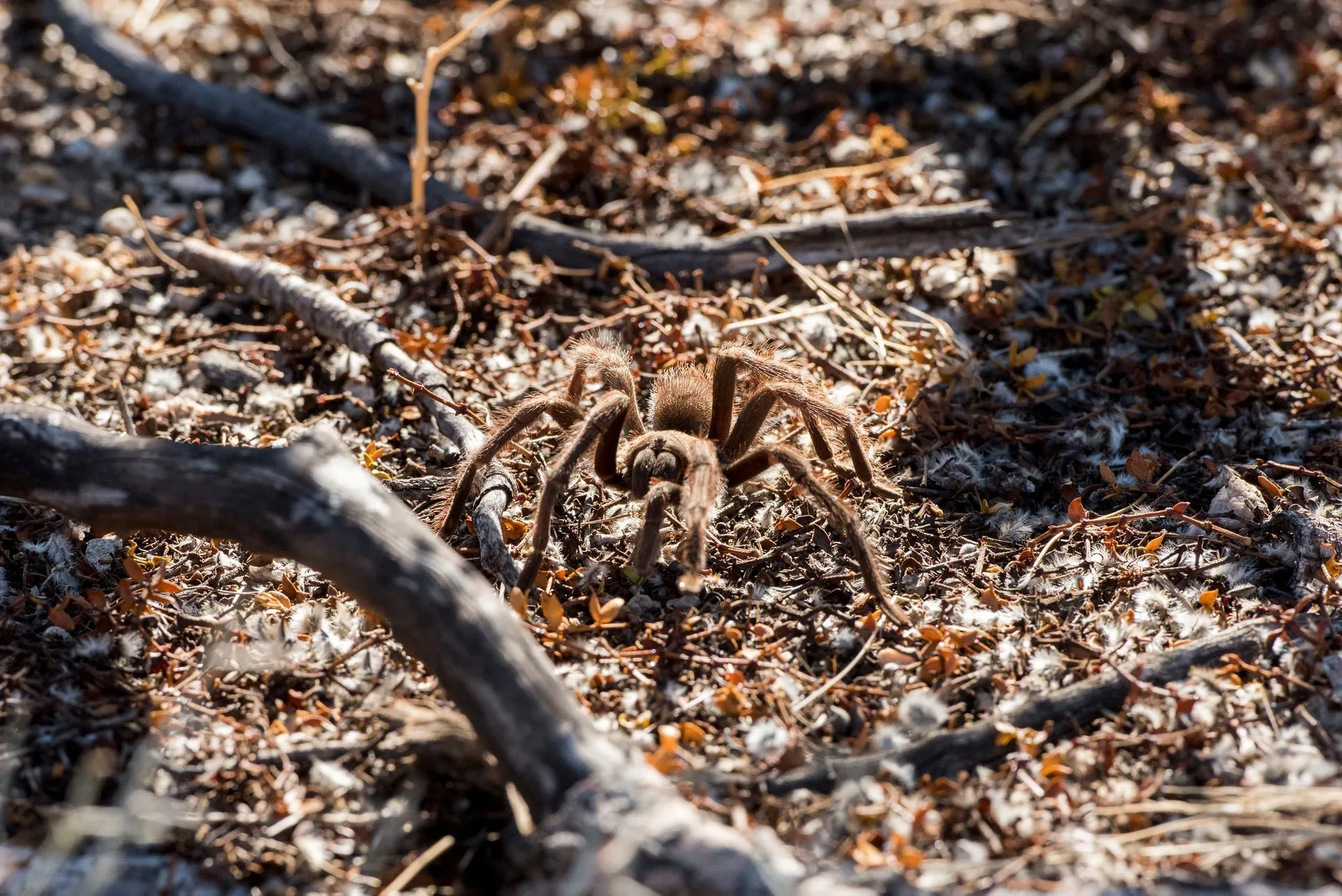 24422 tarantula desert