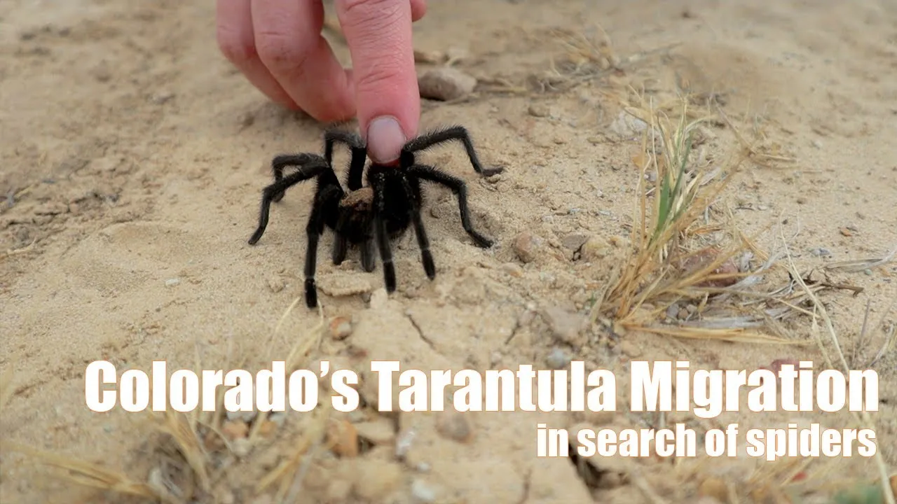 24422 tarantula environmental factors