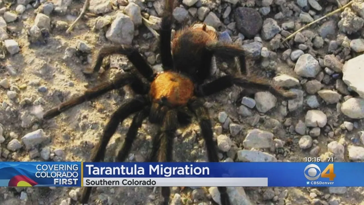24422 tarantula migration overview