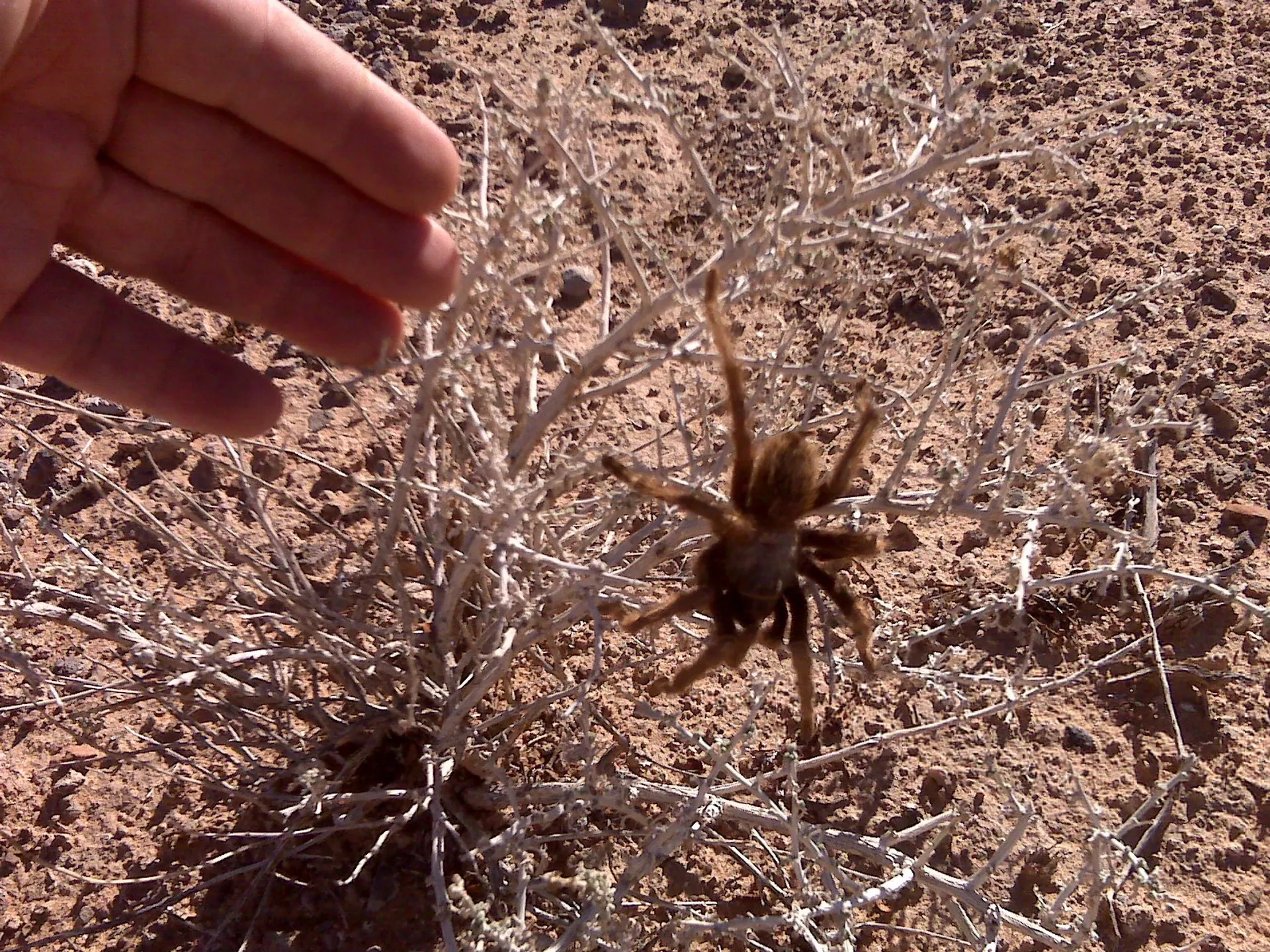 24422 tarantula migration process