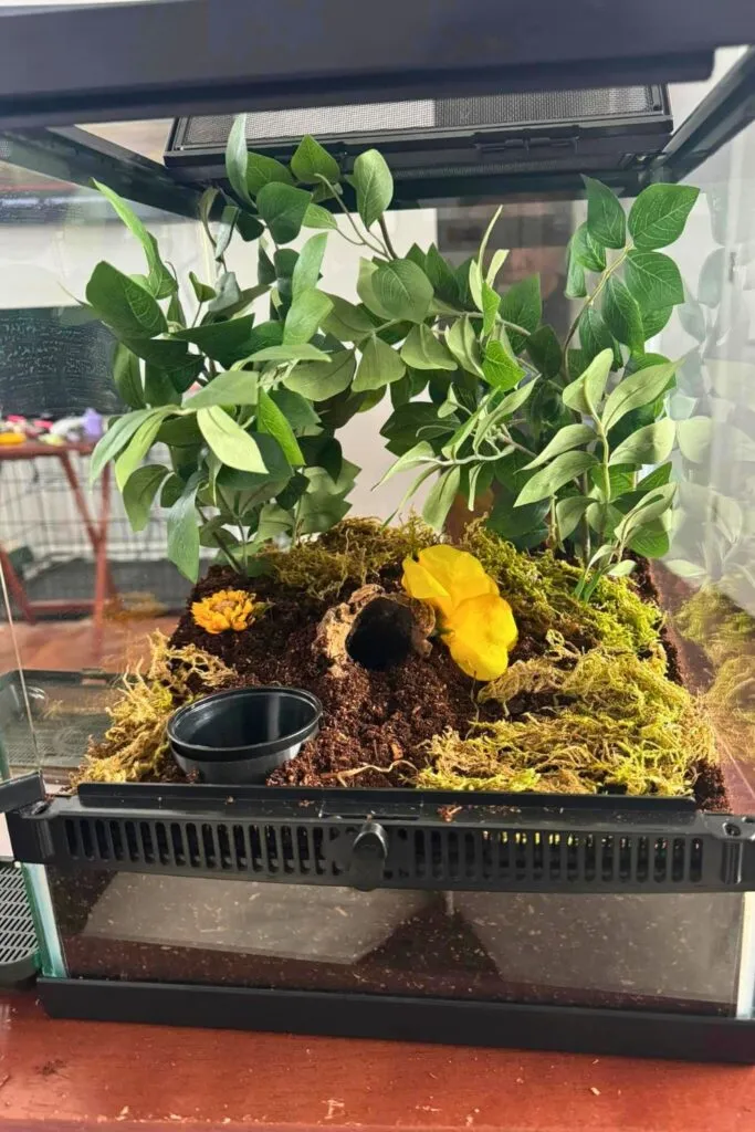 24423 arboreal tarantula enclosure