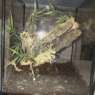 /img/24423-tarantula-cleaning.webp