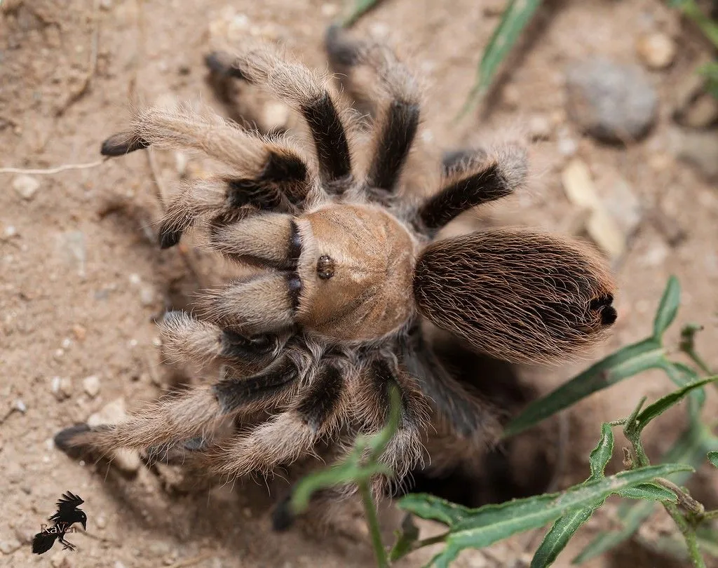 24424 palomino blonde tarantula appearance