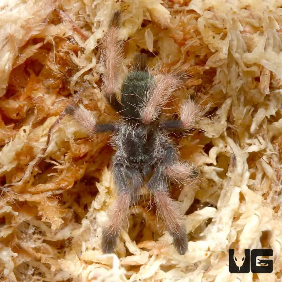 /img/24424-palomino-blonde-tarantula-conservation.webp