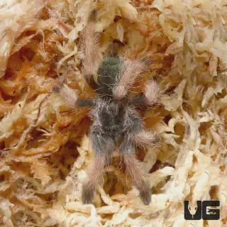 /img/24424-palomino-blonde-tarantula-conservation.webp