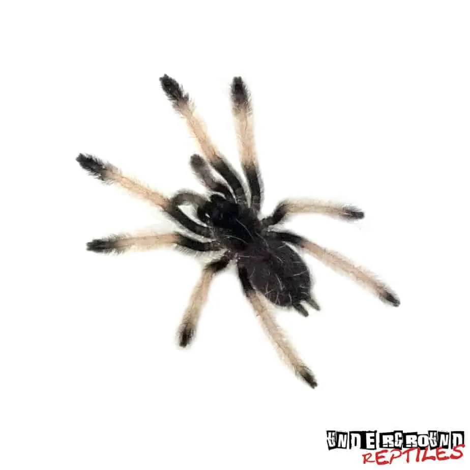 24424 palomino blonde tarantula feeding