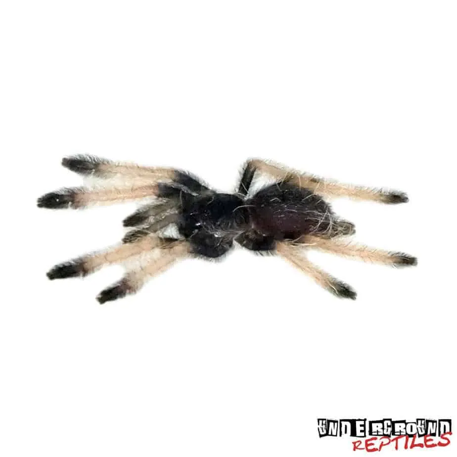 24424 palomino blonde tarantula housing