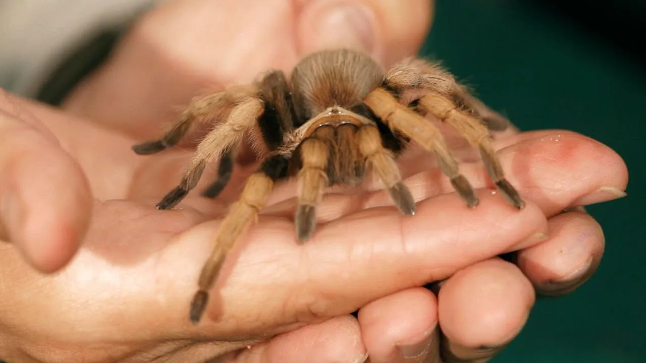 24424 palomino blonde tarantula introduction