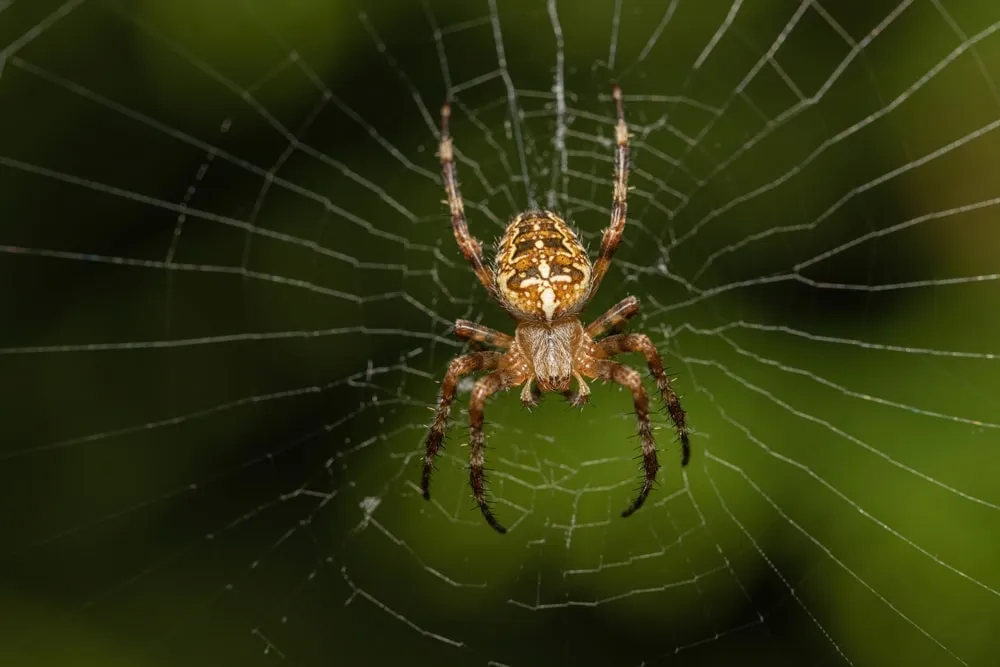 24425 healthy tarantula