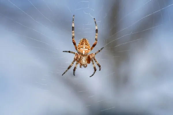 24425 tarantula feeding