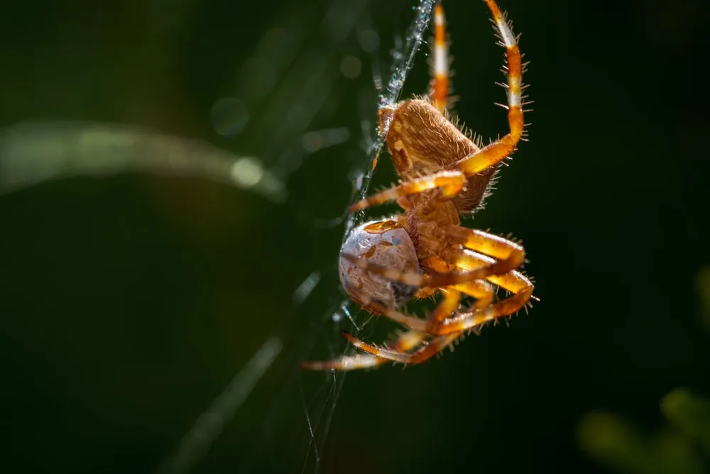 /img/24425-tarantula-vet.webp