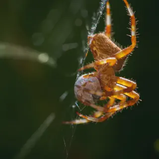 /img/24425-tarantula-vet.webp