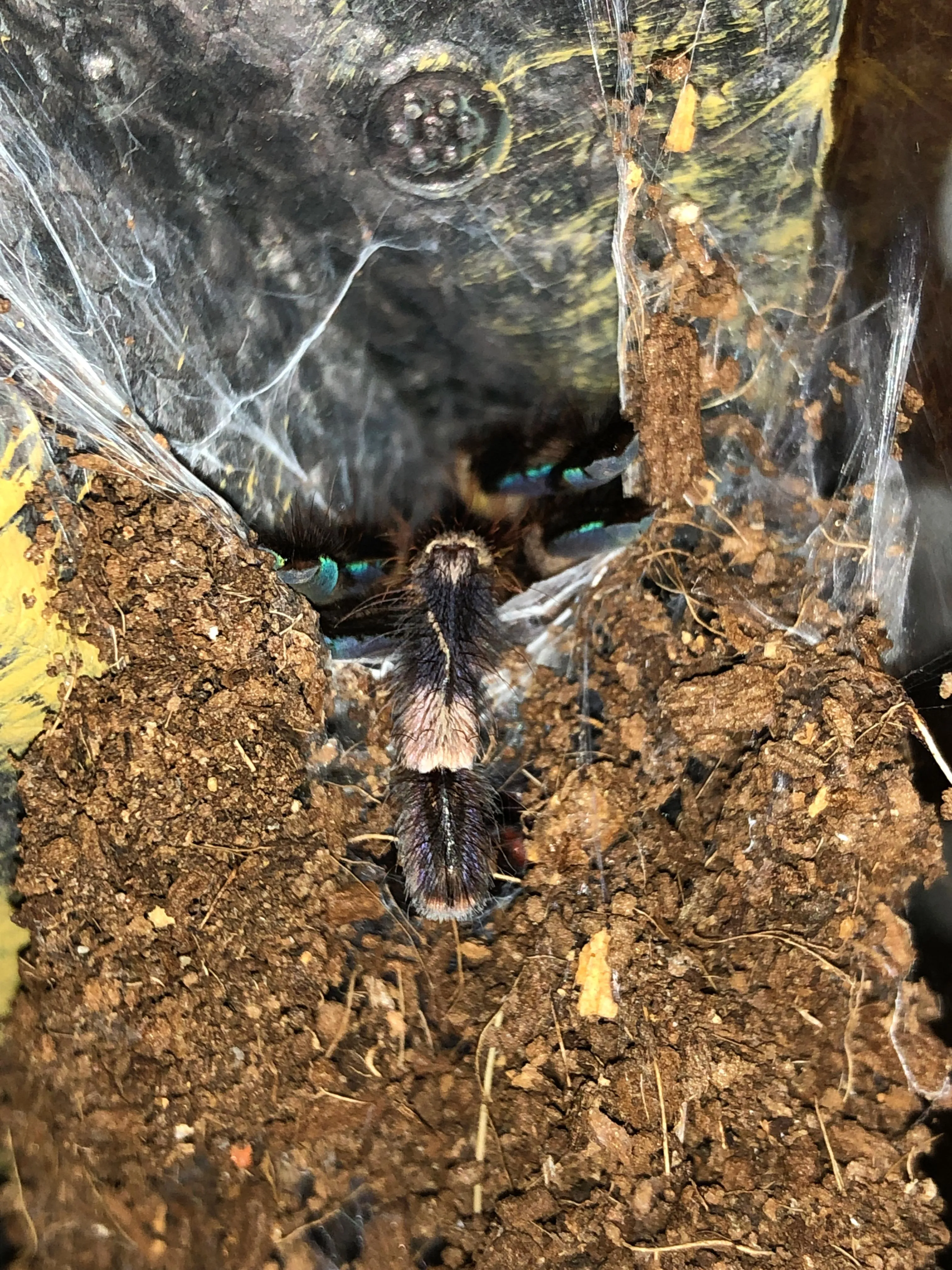 24426 pokie tarantula handling