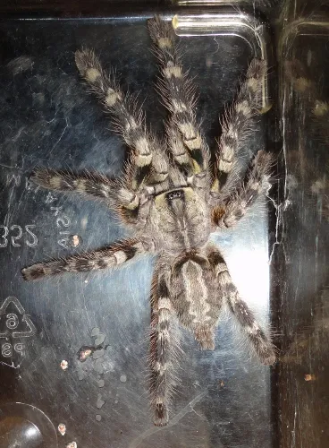 24426 pokie tarantula health