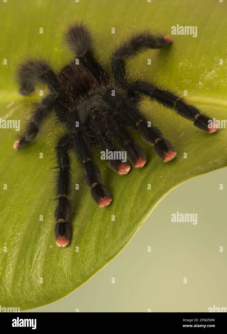 24426 pokie tarantula molting