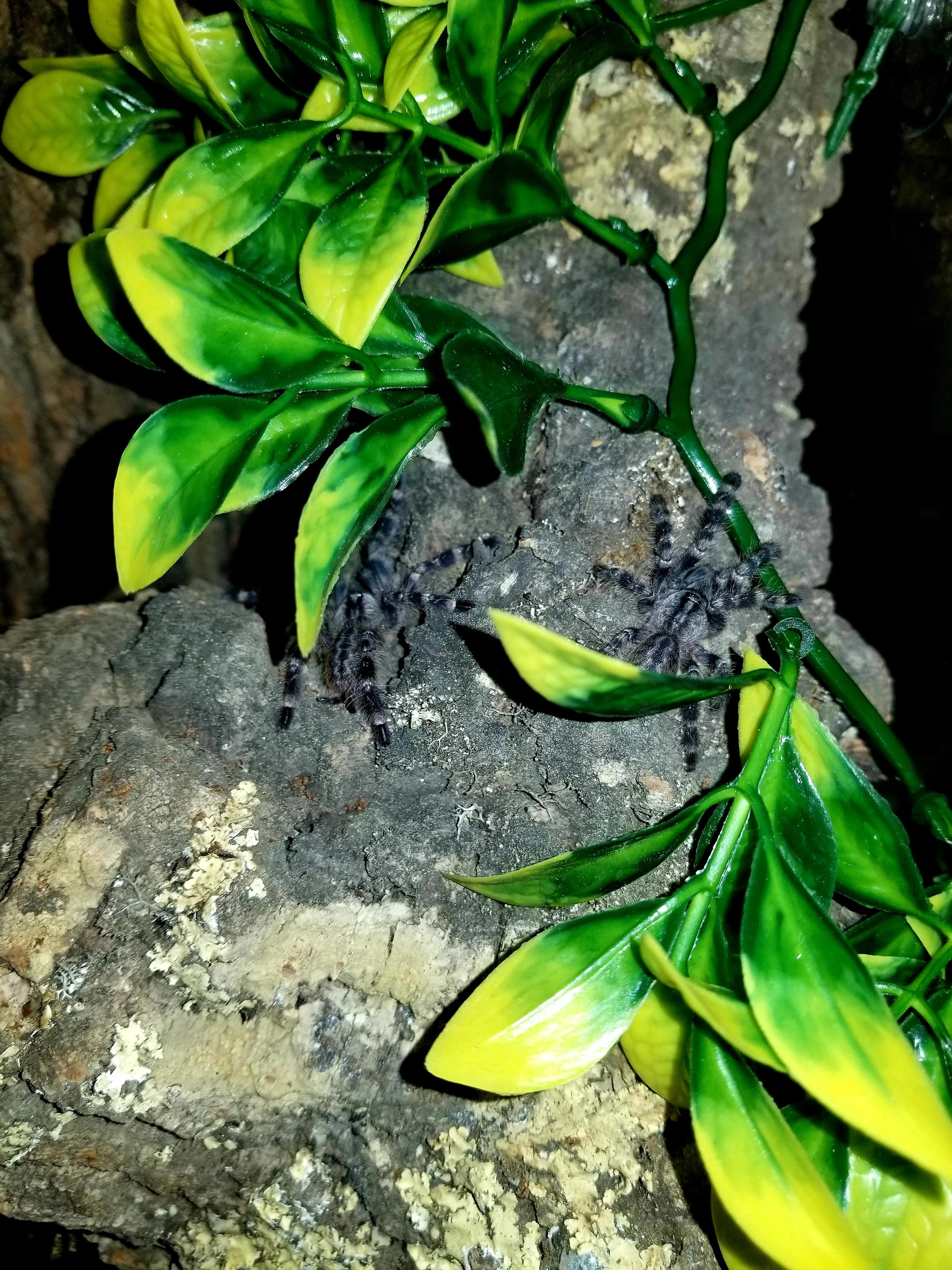 /img/24426-pokie-tarantula-species.webp