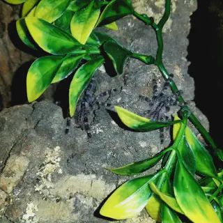 /img/24426-pokie-tarantula-species.webp