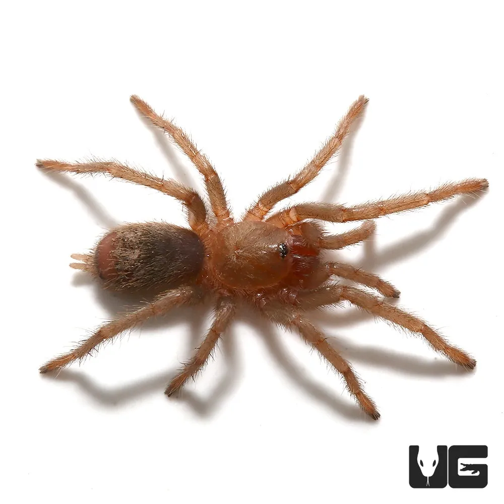 24427 defensive play tarantula