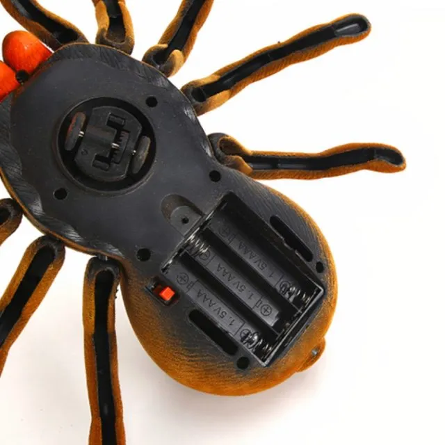 24428 tarantula life cycle