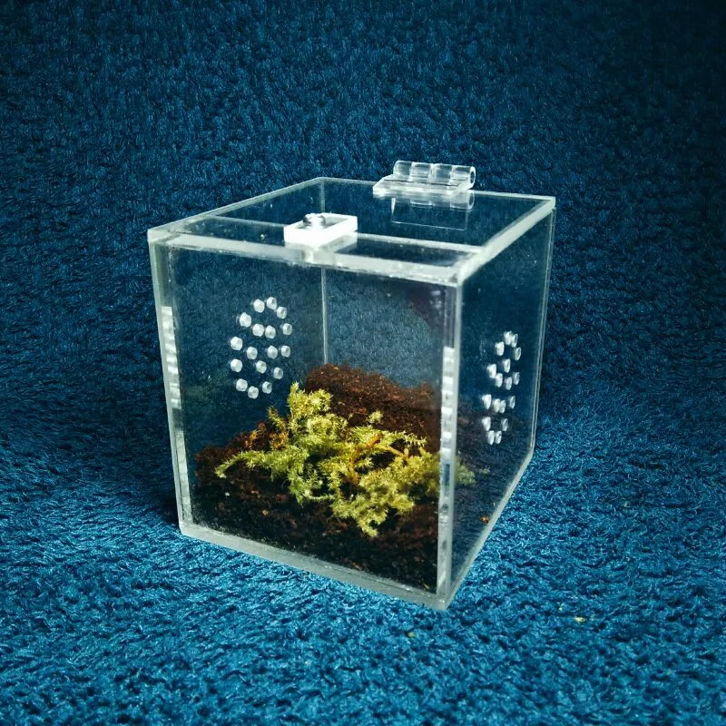 24429 glass terrarium