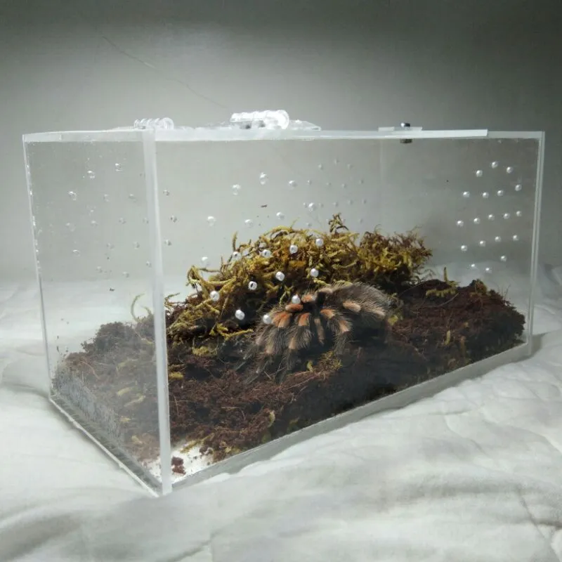 24429 ventilation tarantula