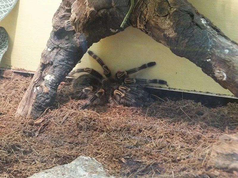24430 male female tarantula