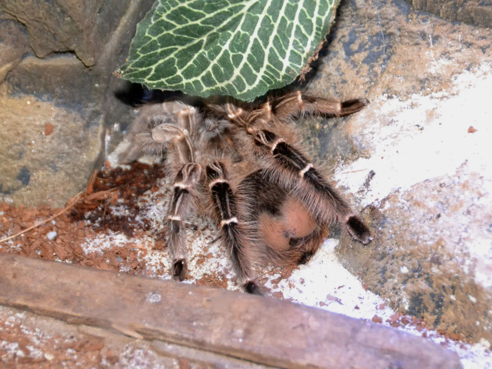 24430 pink zebra tarantula overview
