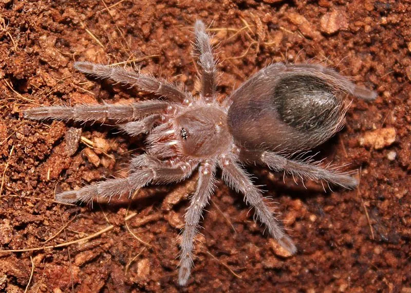 24430 tarantula enclosure
